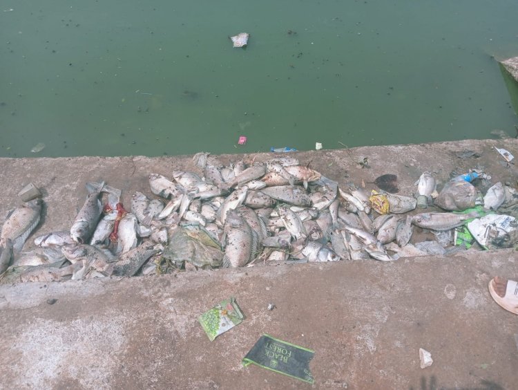 गंदगी के चलते मछलियों का मरना जारी, करोड़ों का सौंदर्यीकरण सिर्फ नाम का