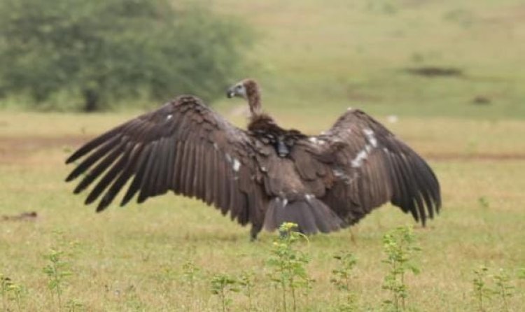 वन अफसरों और डॉक्टरों ने  सफेद पूंछ वाले दुर्लभ गिद्ध की बचाई जान,सीएम विष्णुदेव साय और वनमंत्री केदार कश्यप ने की प्रशंसा