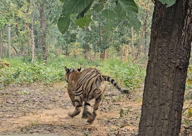 पिंजड़ा खुलते ही सरपट लगाई दौड़,अब तमोर पिंगला टायगर रिजर्व में गूंजेगी कसडोल से रेस्क्यू किए गए बाघ की दहाड़