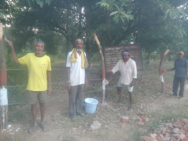 आम के छोटे-छोटे पेड़ों की सुरक्षा को लेकर चुन्नू लाल साहू, स्वयं के पैसे से करवा रहा कांटेदार तार से घेराव