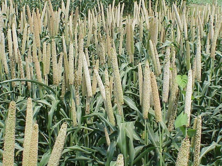 छत्तीसगढ़ में खरीफ 2025 की तैयारी : विकसित कृषि संकल्प अभियान 29 मई से 12 जून तक