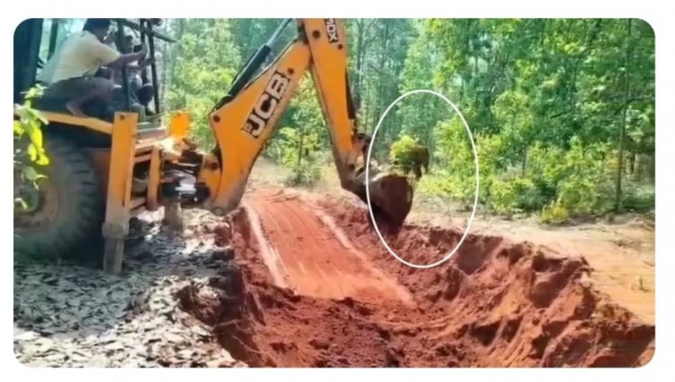 घरघोड़ा वन परिक्षेत्र में कुएं में गिरा शावक हाथी, ग्रामीणों और वन विभाग की सतर्कता से सकुशल निकाला गया बाहर