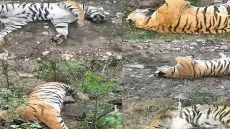 गाय ने ली 5 बाघों की जान,उच्चस्तरीय जांच के आदेश