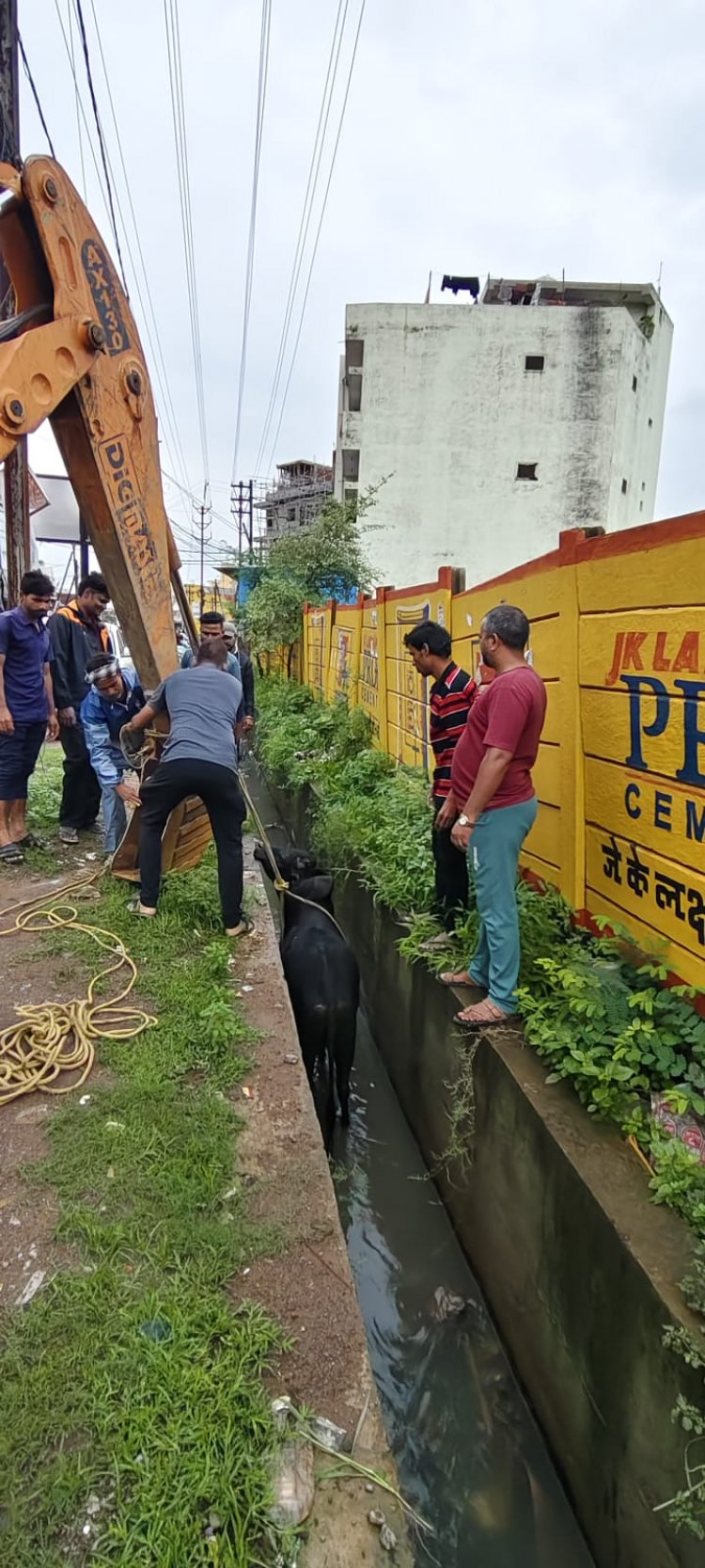 रायपुर में नाले में गिरे बैल का निगम जोन 6 की टीम ने किया रेस्क्यू