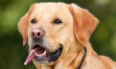 "पालतू कुत्तों पर अब माइक्रोचिप अनिवार्य", चेन्नई में लागू हुआ नया नियम