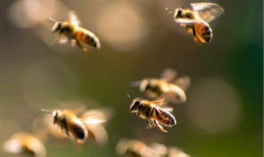 CG News : महिलाओं पर मधुमक्खियों ने किया हमला,दो लोगों की मौत