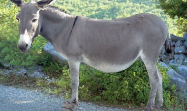 मध्य प्रदेश में गधों की संख्या में 94% की भारी गिरावट, अब केवल 3,052 बचे