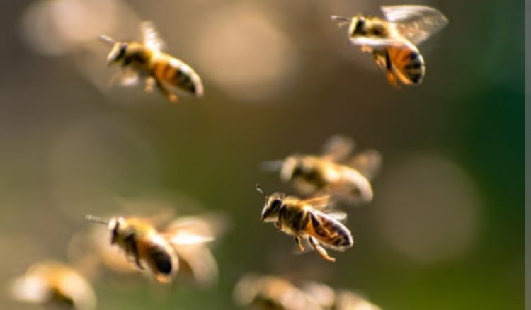 CG News : महिलाओं पर मधुमक्खियों ने किया हमला,दो लोगों की मौत