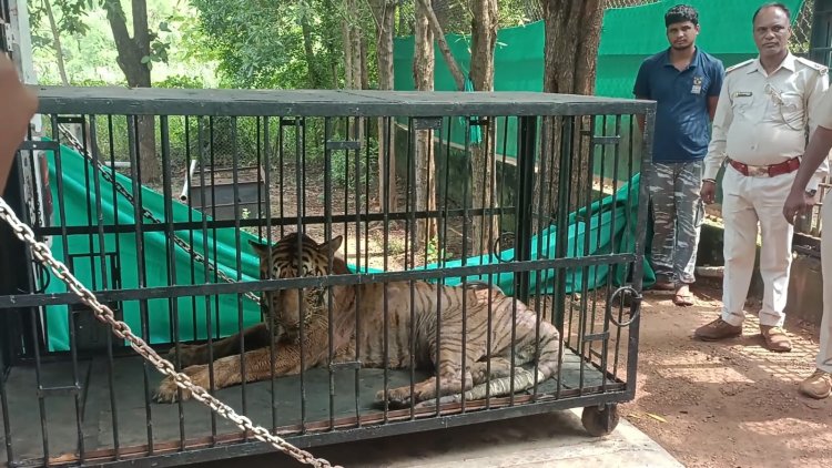 रायपुर रेलवे स्टेशन से हावड़ा अहमदाबाद ट्रेन में बिजली बाघिन को इलाज के लिए भेजा गया गुजरात