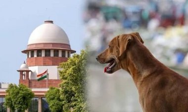 सुप्रीम कोर्ट की सख्ती: आवारा कुत्तों पर राज्यों को फटकार, मुख्य सचिवों को शारीरिक हाजिरी का आदेश