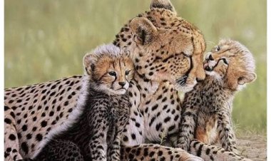 कूनो में चीतों की खुशखबरी: ‘मुखी’ ने एक साथ पांच शावकों को दिया जन्म