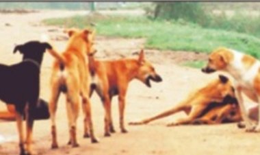 कहीं कुत्ते भी स्कूल में प्रेजेंट न हो जाएं,शिक्षकों को निगाह रखने की जिम्मेदारी