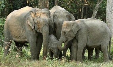 सूरजपुर में हाथियों का फिर हमला, खलिहान में सो रहे दंपति की मौत