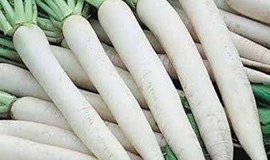 सर्दियों में मूली के शौकीन हैं तो हो जाएं सतर्क! इन 4 चीजों के साथ इसका सेवन सेहत पर पड़ सकता है भारी