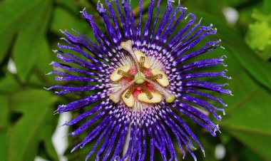 घर की खूबसूरती ही नहीं, सेहत भी संवारता है 'कृष्ण कमल', बीपी और डायबिटीज समेत इन 5 बीमारियों का है काल