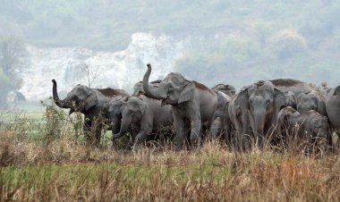 कोरबा: हाथियों का खूनी खेल जारी, लगातार तीसरे दिन ग्रामीण को कुचलकर मारा; बालको रेंज में दहशत