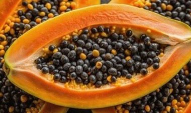 फेंकने की गलती न करें: 'काले सोने' से कम नहीं हैं पपीते के बीज, लीवर डिटॉक्स से लेकर वजन घटाने तक में हैं रामबाण