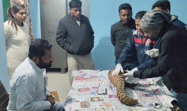 वन विभाग को मिली बड़ी सफलता,पकड़ा गया अंतर्राज्यीय पेंगोलिन तस्कर गिरोह