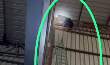 मधुमक्खी का छत्ता खाने राइस मिल में घुसा था भालू, बाहर निकालने वन विभाग को लगे 24 घंटे