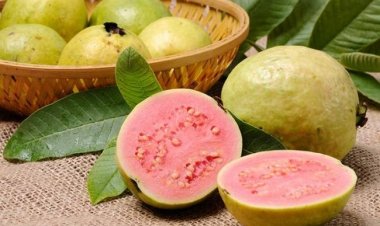 सर्दियों का सुपरफूड अमरूद: इम्यूनिटी, पाचन और चमकती त्वचा का राज