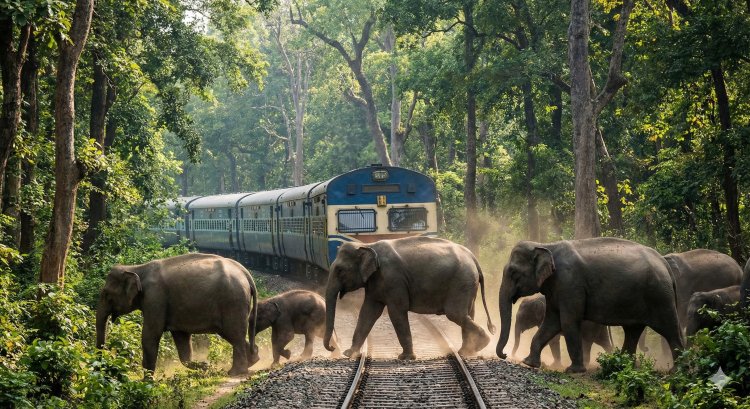 असम में बड़ा हादसा: राजधानी एक्सप्रेस से टकराकर 8 हाथियों की दर्दनाक मौत