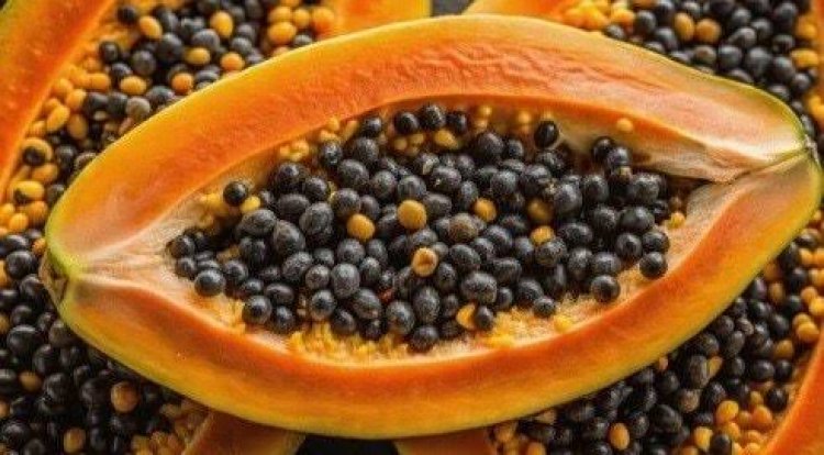फेंकने की गलती न करें: 'काले सोने' से कम नहीं हैं पपीते के बीज, लीवर डिटॉक्स से लेकर वजन घटाने तक में हैं रामबाण