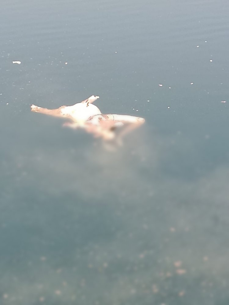 Raipur Breaking : रायपुर में मिली सिर कटी लाश,ब्लू वाटर में शव देखकर लोगों के उड़े होश