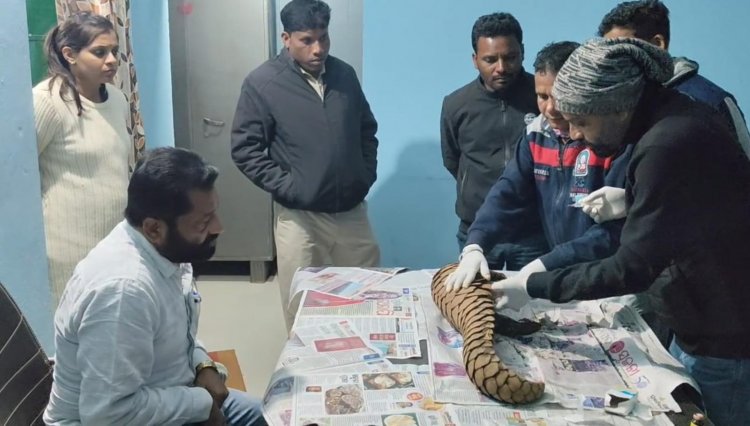 वन विभाग को मिली बड़ी सफलता,पकड़ा गया अंतर्राज्यीय पेंगोलिन तस्कर गिरोह
