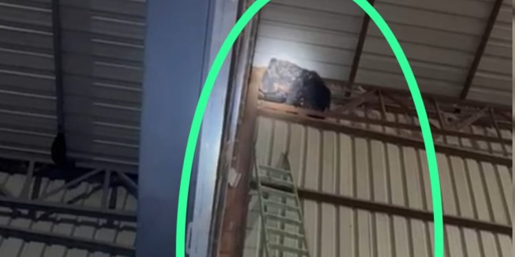 मधुमक्खी का छत्ता खाने राइस मिल में घुसा था भालू, बाहर निकालने वन विभाग को लगे 24 घंटे