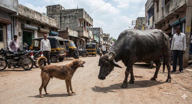 पागल कुत्ते की शिकार बनी भैंस के दूध का 'रायता' पीने से हड़कंप: तेरहवीं भोज के बाद 200 लोग पहुंचे अस्पताल