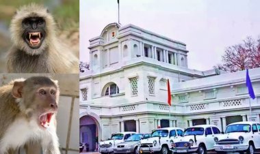 "गजब की वैकेंसी! लंगूर की आवाज निकालो और पाओ सरकारी नौकरी"