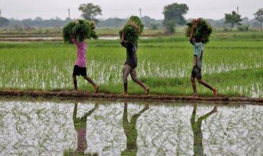 भारत बना दुनिया का 'राइस किंग': 15.18 करोड़ टन उत्पादन के साथ चीन को पछाड़ा
