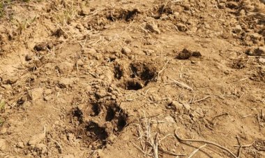 बस्तर के जंगलों में फिर गूंजी बाघ की दहाड़, भानपुरी-मारेंगा बायपास के आसपास ताजा पगमार्क मिले