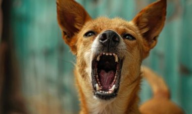 बालोद में पागल कुत्ते का तांडव: 48 घंटों में सरपंच सहित 20 लोगों को बनाया शिकार