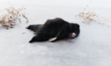 NH-30 पर रफ्तार का कहर: अज्ञात वाहन की टक्कर से भालू की मौत; सड़क पार करते समय हुआ भीषण हादसा