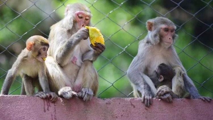 दिल्ली में 'बंदर भगाओ' भर्ती: लंगूर की आवाज निकालने वालों की होगी नियुक्ति; PWD ने जारी किया टेंडर