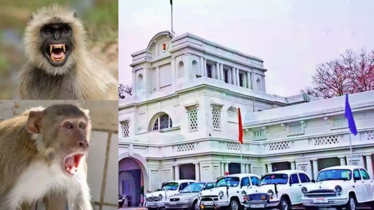 "गजब की वैकेंसी! लंगूर की आवाज निकालो और पाओ सरकारी नौकरी"