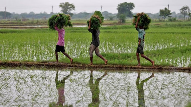 भारत बना दुनिया का 'राइस किंग': 15.18 करोड़ टन उत्पादन के साथ चीन को पछाड़ा