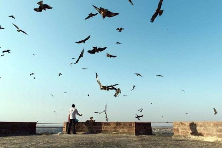 गणतंत्र दिवस 2026: आसमान के 'शिकारियों' के लिए बिछेगा 'चिकन दावत' का दस्तरखान, एयर शो को सुरक्षित रखने का अनूठा प्लान!