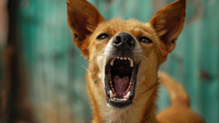 बालोद में पागल कुत्ते का तांडव: 48 घंटों में सरपंच सहित 20 लोगों को बनाया शिकार