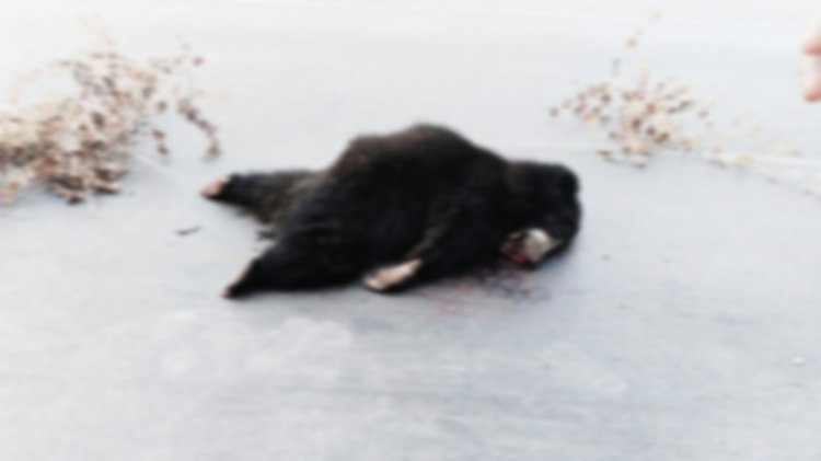 NH-30 पर रफ्तार का कहर: अज्ञात वाहन की टक्कर से भालू की मौत; सड़क पार करते समय हुआ भीषण हादसा