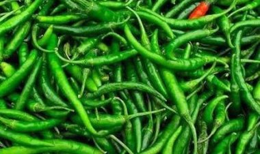 किचन टिप्स: हफ्तों तक खराब नहीं होगी हरी मिर्च, बस अपनाएं ये 4 आसान तरीके, न होगी लाल और न ही सड़ेगी