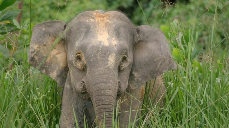 रायगढ़ : हाथी के बच्चे की मौत के बाद ग्रामीणों ने कराया मृत्युभोज, आत्मा की शांति के लिए किया भजन-कीर्तन