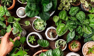 प्रदूषण से पाना है छुटकारा? घर के आसपास लगाएं ये 10 पेड़, मिलेगी शुद्ध ऑक्सीजन की 24 घंटे सप्लाई