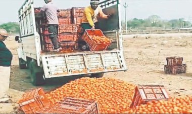 नहीं मिल रहे टमाटर के लेवाल किसानों ने मंडी के बाहर फेंके