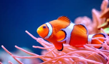 नर से मादा बन सकती है 'क्लोनफिश'; जानें समुद्र के इस नन्हे जीव की अनोखी सर्वाइवल स्ट्रैटेजी