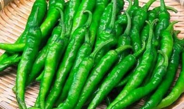 हफ़्तों तक खराब नहीं होंगी हरी मिर्च; बस अपनाएं ये आसान ट्रिक्स और 3 सप्ताह तक पाएं एकदम ताजी मिर्च