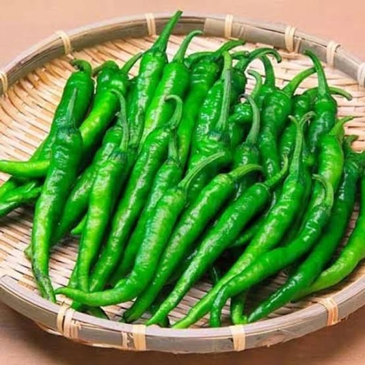 हफ़्तों तक खराब नहीं होंगी हरी मिर्च; बस अपनाएं ये आसान ट्रिक्स और 3 सप्ताह तक पाएं एकदम ताजी मिर्च