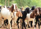 ऐसी अवस्था में मिले 17 बकरे-बकरियां, देखकर आपकी रूह कांप जाएगी...