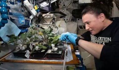 अंतरिक्ष में कैसे खेती करते हैं एस्ट्रोनॉट्स? जानें 'वेजी' (Veggie) सिस्टम और जीरो ग्रैविटी में पौधा उगाने का विज्ञान